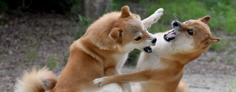 焼鳥店なのにタレか塩か聞かない理由