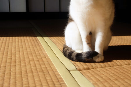 誰がおばあちゃんだって?(笑)とりニとグランマコアの話