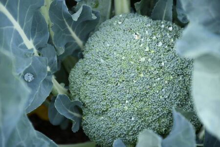 朝6時、ブロッコリーは私の敵だった。